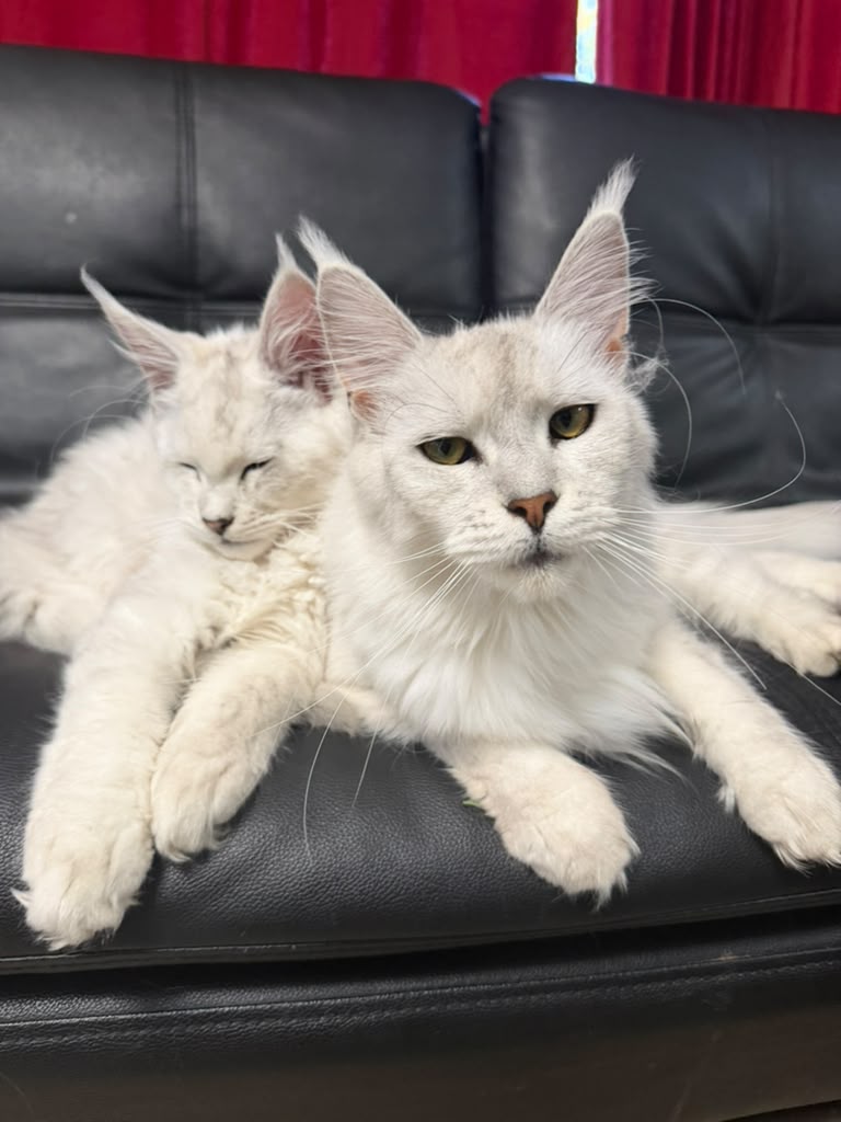 Maine Coon at AJ Maine Coons